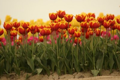 Tulip Visit 2009 048-.jpg