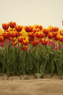 Tulip Visit 2009 049-.jpg