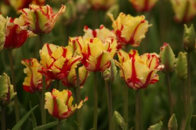 Tulip Visit 2009 050-.jpg