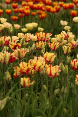 Tulip Visit 2009 051-.jpg