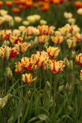 Tulip Visit 2009 052-.jpg