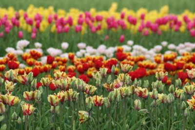 Tulip Visit 2009 054-.jpg