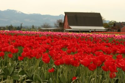 Tulip Visit 2009 057-.jpg