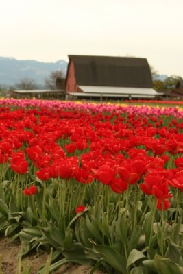 Tulip Visit 2009 058-.jpg