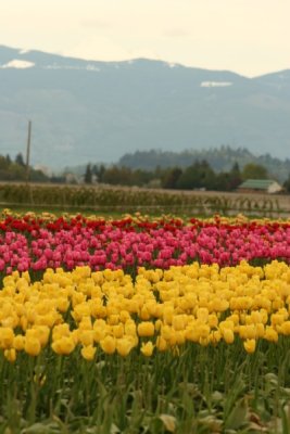 Tulip Visit 2009 060-.jpg