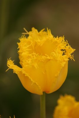Tulip Visit 2009 066-.jpg