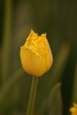 Tulip Visit 2009 067-.jpg