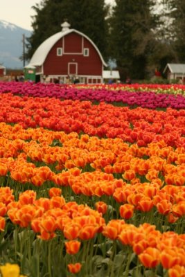 Tulip Visit 2009 068-.jpg