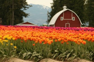 Tulip Visit 2009 070-.jpg