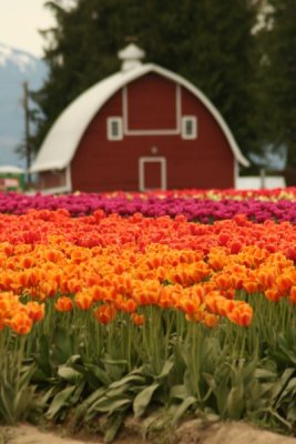 Tulip Visit 2009 071-.jpg