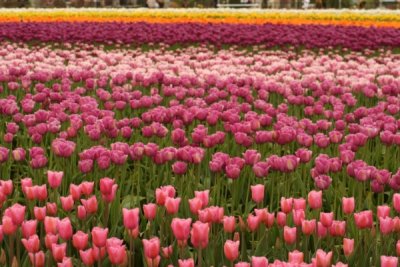 Tulip Visit 2009 076-.jpg