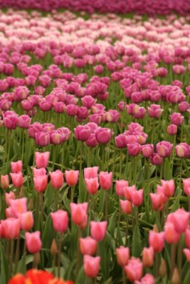 Tulip Visit 2009 077-.jpg