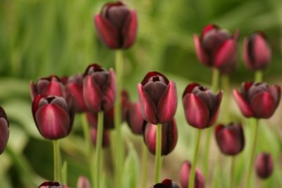Tulip Visit 2009 078-.jpg