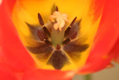 Tulip Visit 2009 079-.jpg