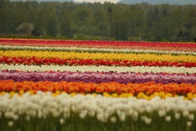 Tulip Visit 2009 082-.jpg