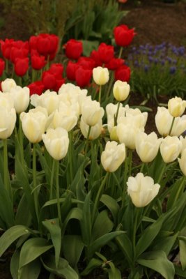 Tulip Visit 2009 086-.jpg