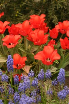 Tulip Visit 2009 089-.jpg