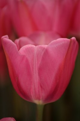 Tulip Visit 2009 090-.jpg