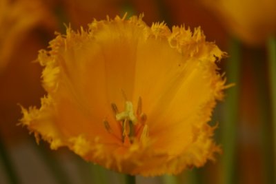 Tulip Visit 2009 091-.jpg
