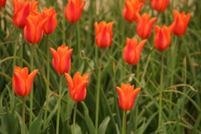 Tulip Visit 2009 093-.jpg