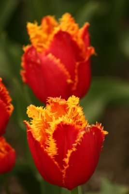Tulip Visit 2009 094-.jpg