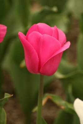 Tulip Visit 2009 097-.jpg