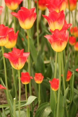 Tulip Visit 2009 100-.jpg