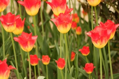 Tulip Visit 2009 101-.jpg