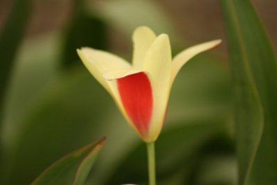 Tulip Visit 2009 104-.jpg