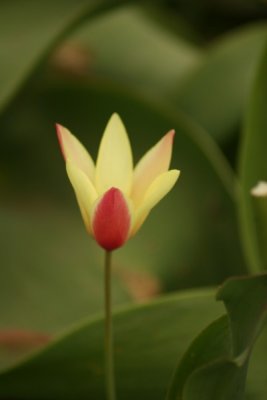Tulip Visit 2009 105-.jpg
