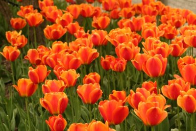 Tulip Visit 2009 106-.jpg