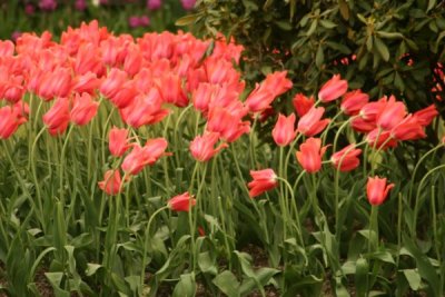 Tulip Visit 2009 108-.jpg
