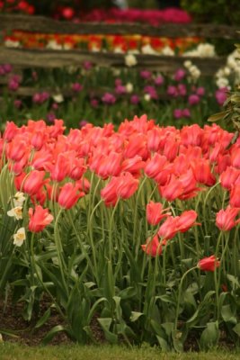 Tulip Visit 2009 109-.jpg