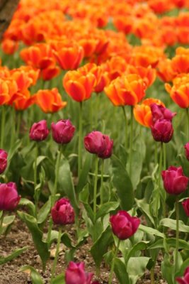 Tulip Visit 2009 110-.jpg