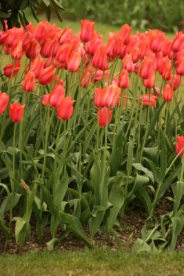 Tulip Visit 2009 111-.jpg