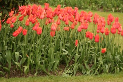 Tulip Visit 2009 112-.jpg