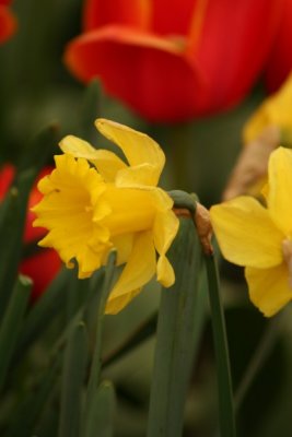 Tulip Visit 2009 113-.jpg