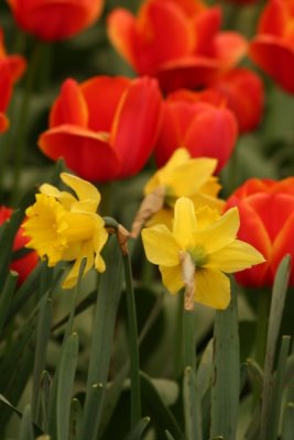 Tulip Visit 2009 114-.jpg