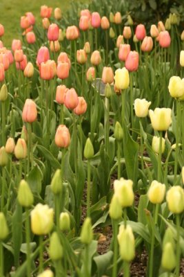 Tulip Visit 2009 115-.jpg