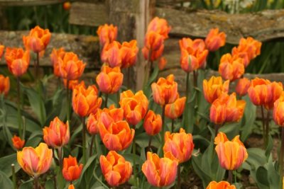 Tulip Visit 2009 117-.jpg