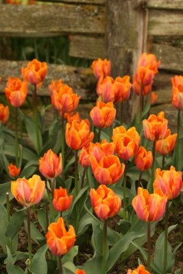 Tulip Visit 2009 118-.jpg