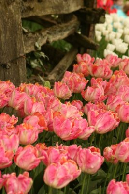 Tulip Visit 2009 119-.jpg
