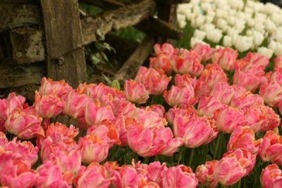 Tulip Visit 2009 120-.jpg