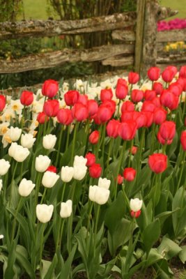 Tulip Visit 2009 121-.jpg