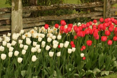Tulip Visit 2009 122-.jpg