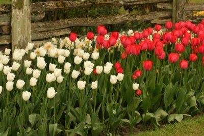 Tulip Visit 2009 123-.jpg