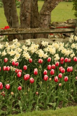 Tulip Visit 2009 124-.jpg
