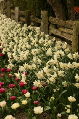 Tulip Visit 2009 127-.jpg