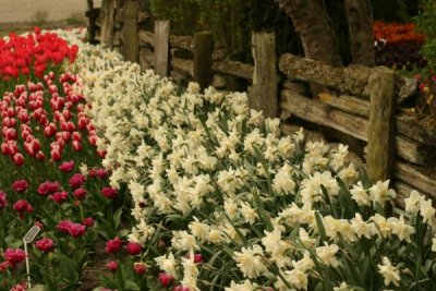 Tulip Visit 2009 128-.jpg