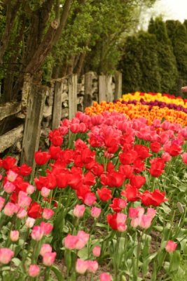 Tulip Visit 2009 129-.jpg